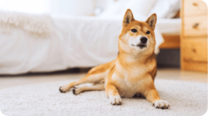 ペット