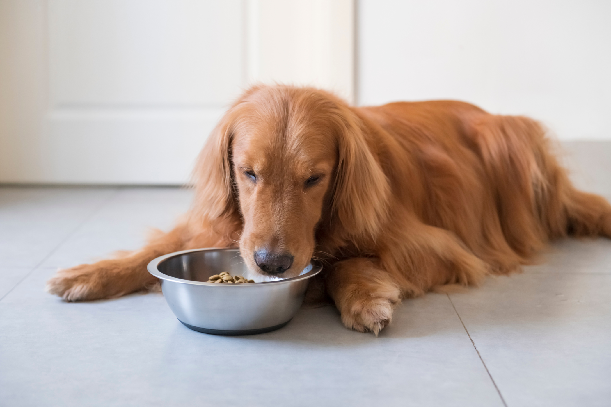 犬